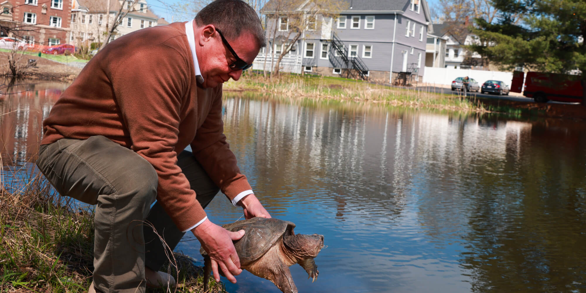 Mayor Tom Koch places a turtle back in pond in Quincy, Massachusetts